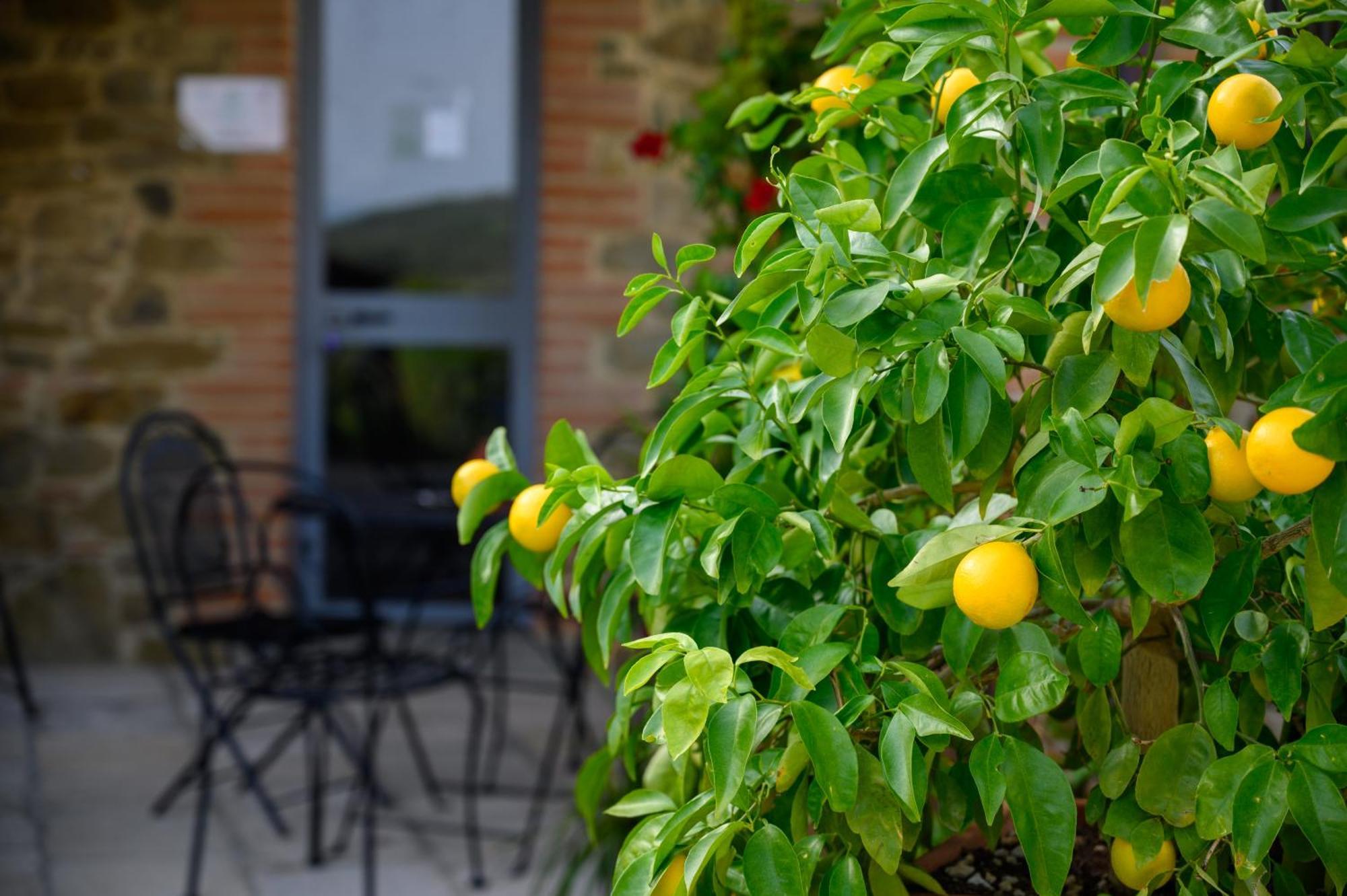 Ciggiano Agriturismo Borgo Sant'Ercolano מראה חיצוני תמונה